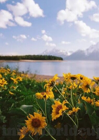 足球比分 品牌官网-足球比分与品牌官网，体育迷的数字双引擎